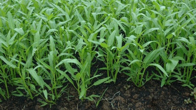sayur kangkung