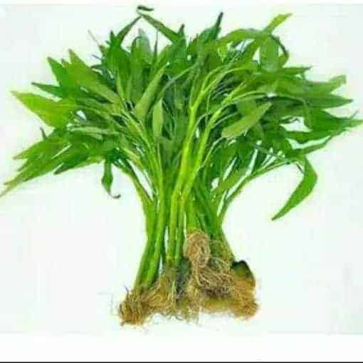 kangkung